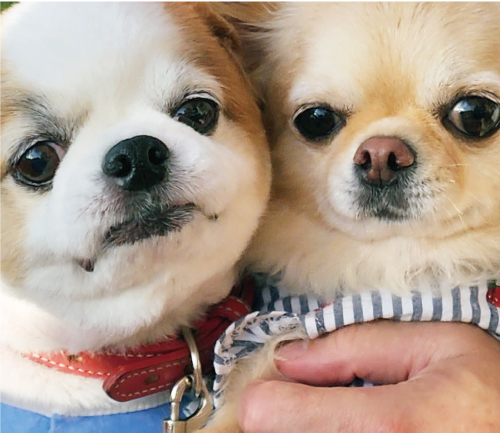 あぼ＆ゆず