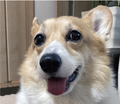 きなこ