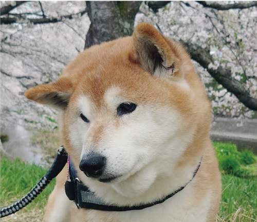 太郎