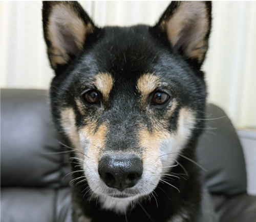 ラブ