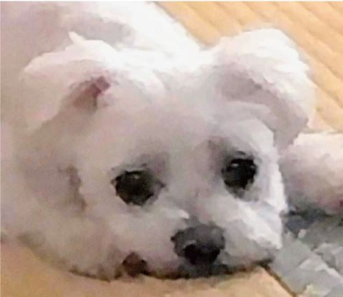 もも