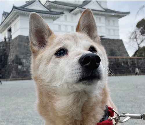 ぽん