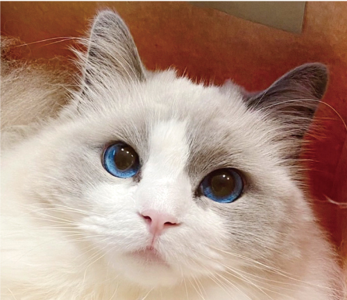 ラテ