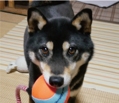るり