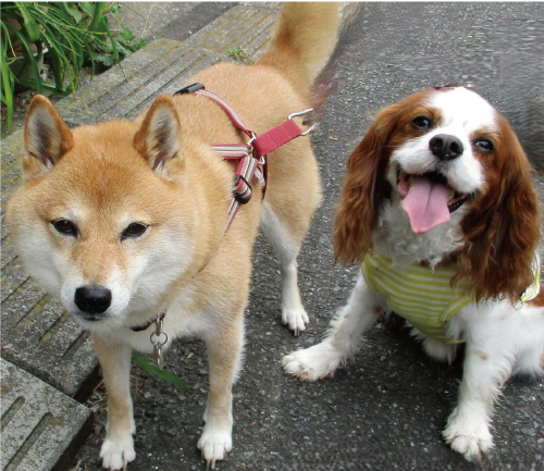 さくら＆ルウ