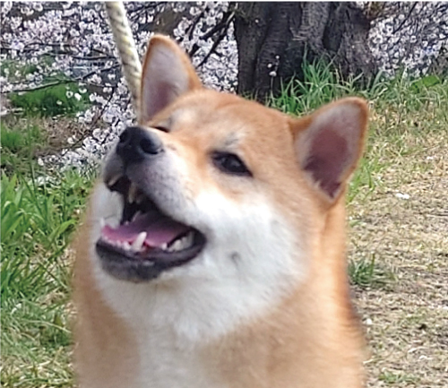 太郎