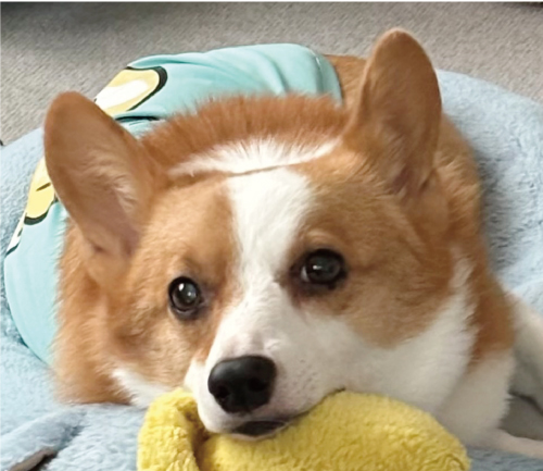 コニー