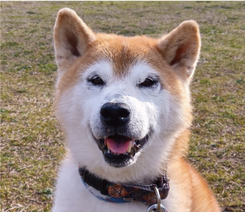 テツ