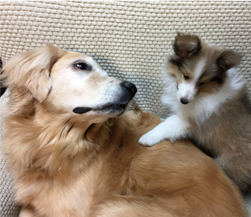 アニー&チョコラ