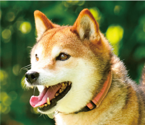 檀