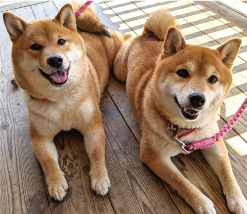 さくら&あかり