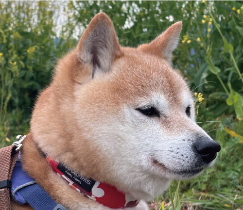 福助