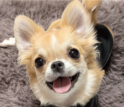 SAみこ