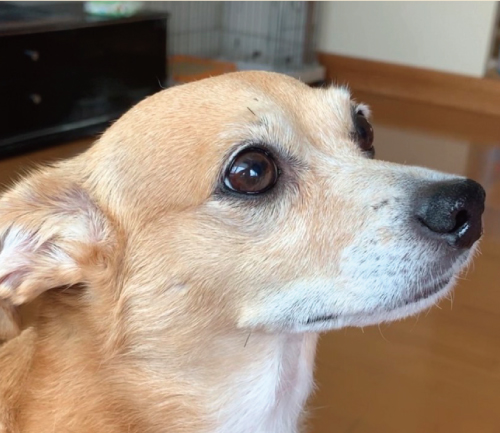 レモン