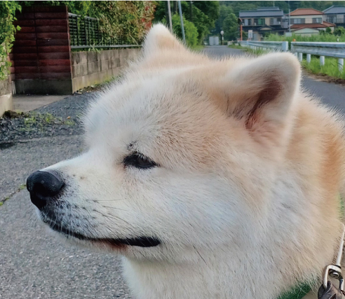 桜志朗（おうしろう）