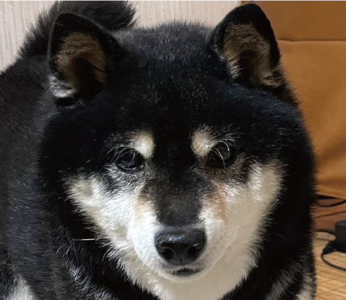 けん