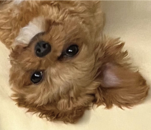 アムロ