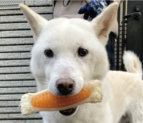 じんべえ