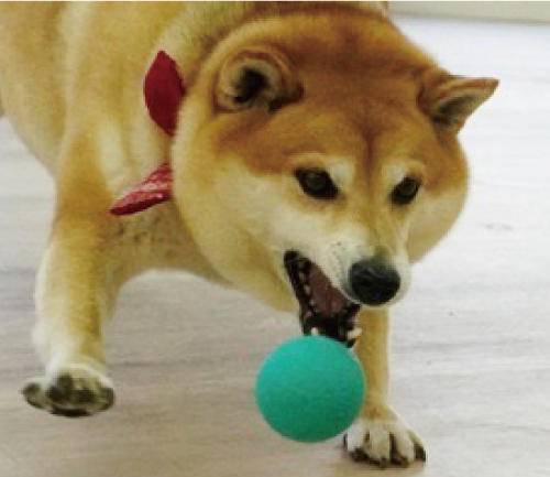 クッキー