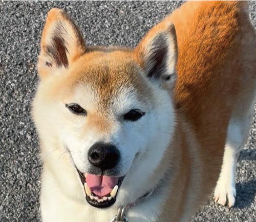 ベル
