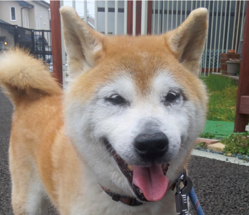 テツ