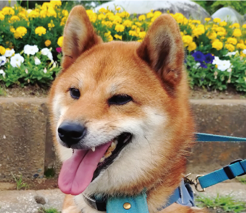 かぐら