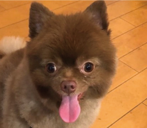 ハニー
