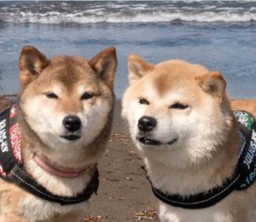 檀（まゆみ）&弓（きゅう）