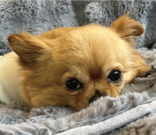 ハニー
