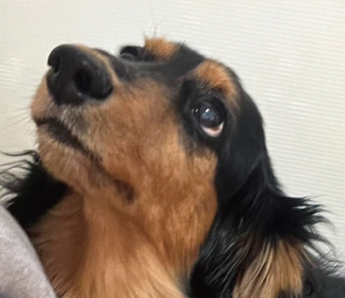 らいず
